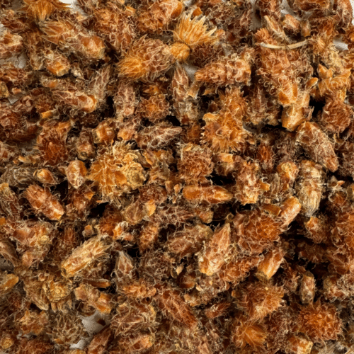 Bourgeons de Pin sylvestre BIO - 500g