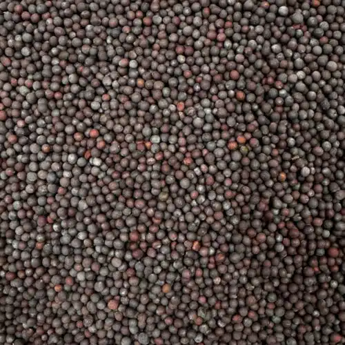 Moutarde graines brunes - 1kg