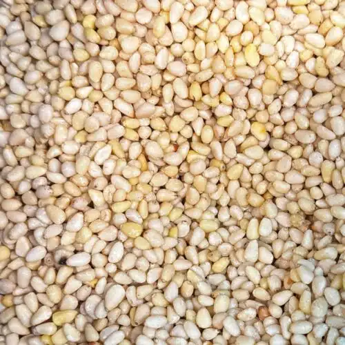 Pignons de pin - 1kg