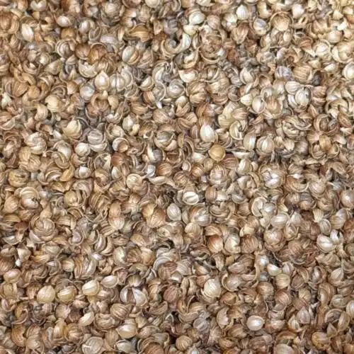 Coriandre concassée - 1 kg